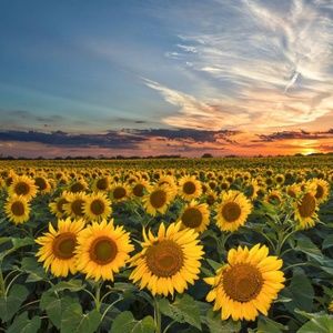 Meet your Posher, Georgiana